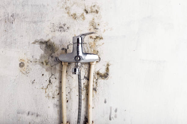 Best Certified Mold Removal  in Spring Mount, PA