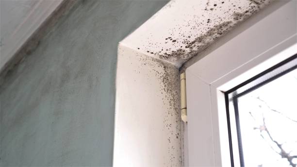 Mold Removal and Inspection in Spring Mount, PA