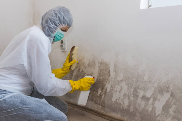 Best Mold Remediation  in Spring Mount, PA