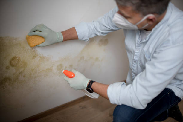 Best Affordable Mold Removal  in Spring Mount, PA
