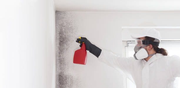 Best Mold Removal and Inspection  in Spring Mount, PA
