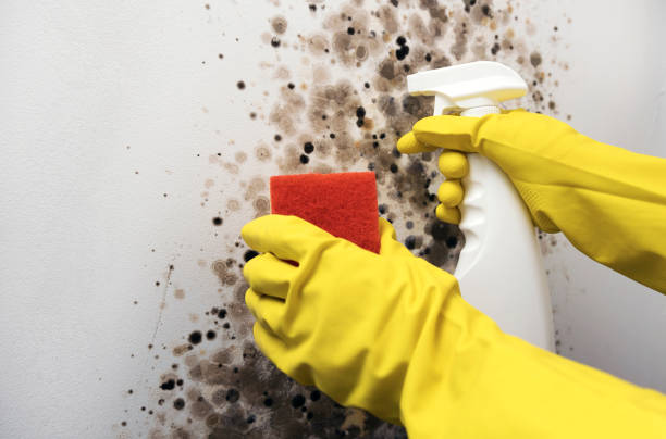 Attic Mold Removal in Spring Mount, PA