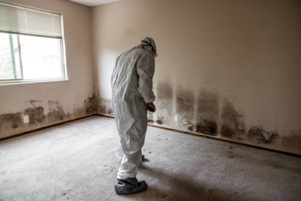 Best Certified Mold Removal  in Spring Mount, PA