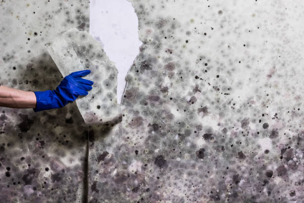 Water Damage Restoration in Spring Mount, PA