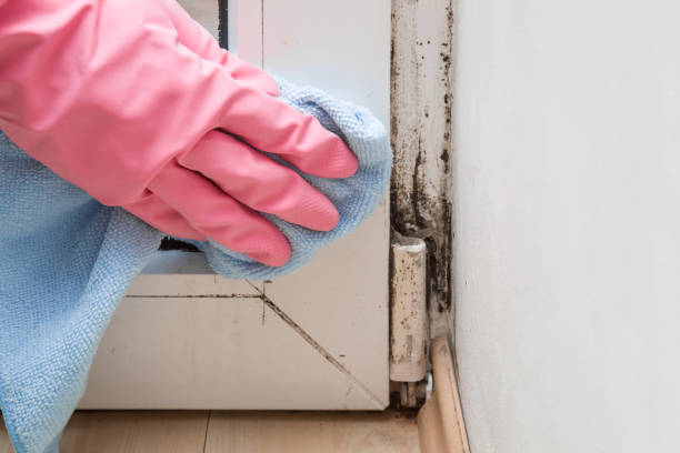Best Fast Mold Removal  in Spring Mount, PA