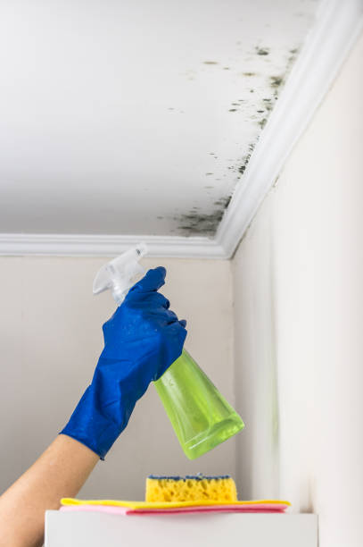 Best Commercial Mold Removal  in Spring Mount, PA